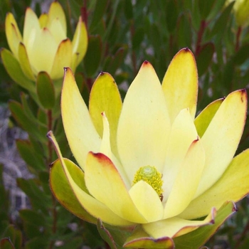 Leucadendron - 'Safari Goldstrike' Conebush