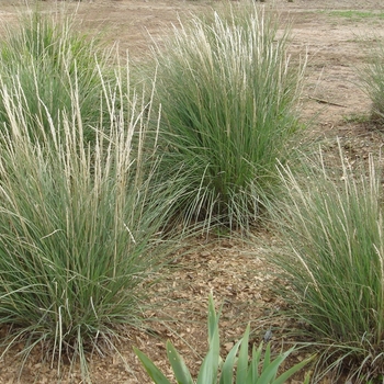 Muhlenbergia rigens - Deer Grass