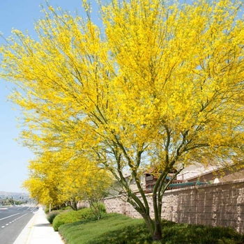 Cercidium - 'Desert Museum' Palo Verde