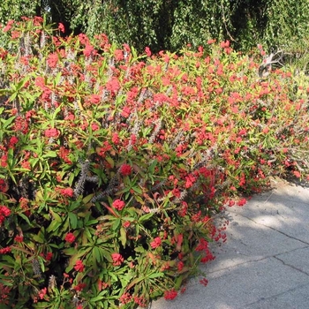 Euphorbia milii - Crown of Thorns