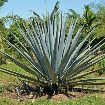Agave tequiliana - Weber's Blue Agave