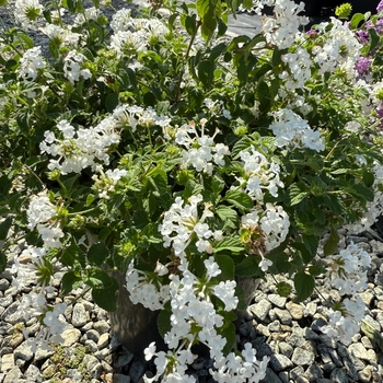 Lantana montevidensis - 'Alba' Trailing Lantana