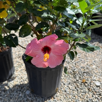 Hibiscus rosa-sinensis - Pink Tropical Hibiscus