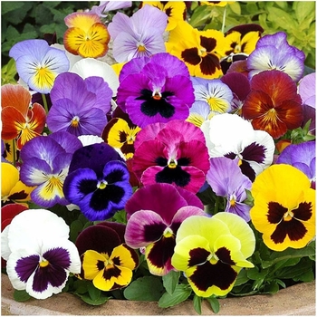 Viola x wittrockiana - Pansy
