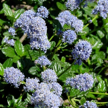 Ceanothus griseus var. horizontalis - 'Yankee Point' California Lilac