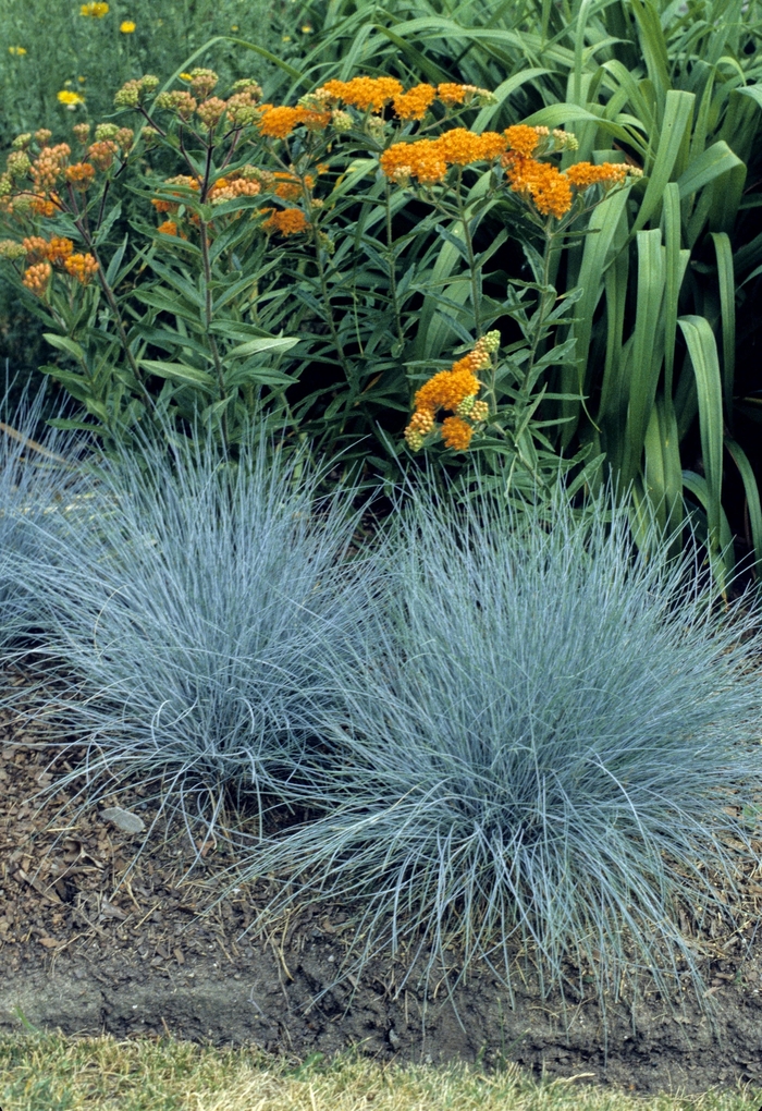 'Elijah Blue' Fescue - Festuca ovina glauca from Sunshine Grower Nursery