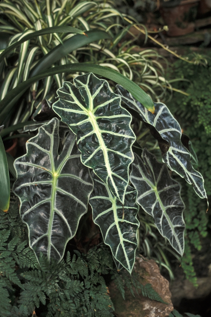 African Mask - Alocasia amazonica from Sunshine Grower Nursery