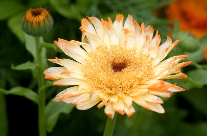 Pot Marigold, Assorted - Calendula officinalis from Sunshine Grower Nursery