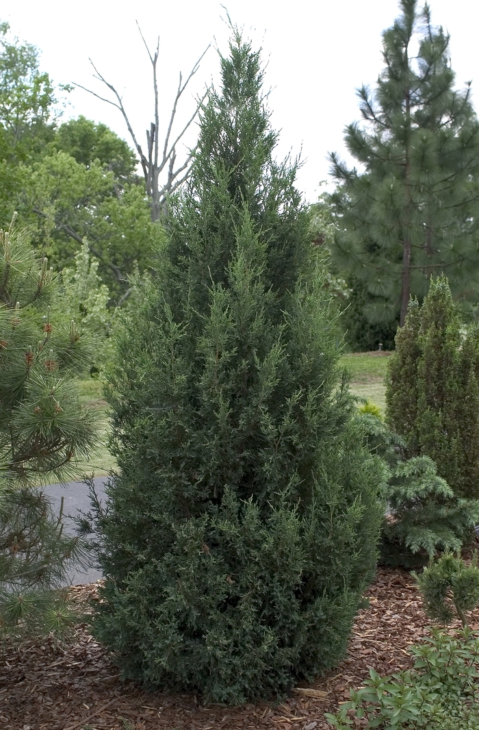 'Blue Point' Chinese Juniper - Juniperus chinensis from Sunshine Grower Nursery
