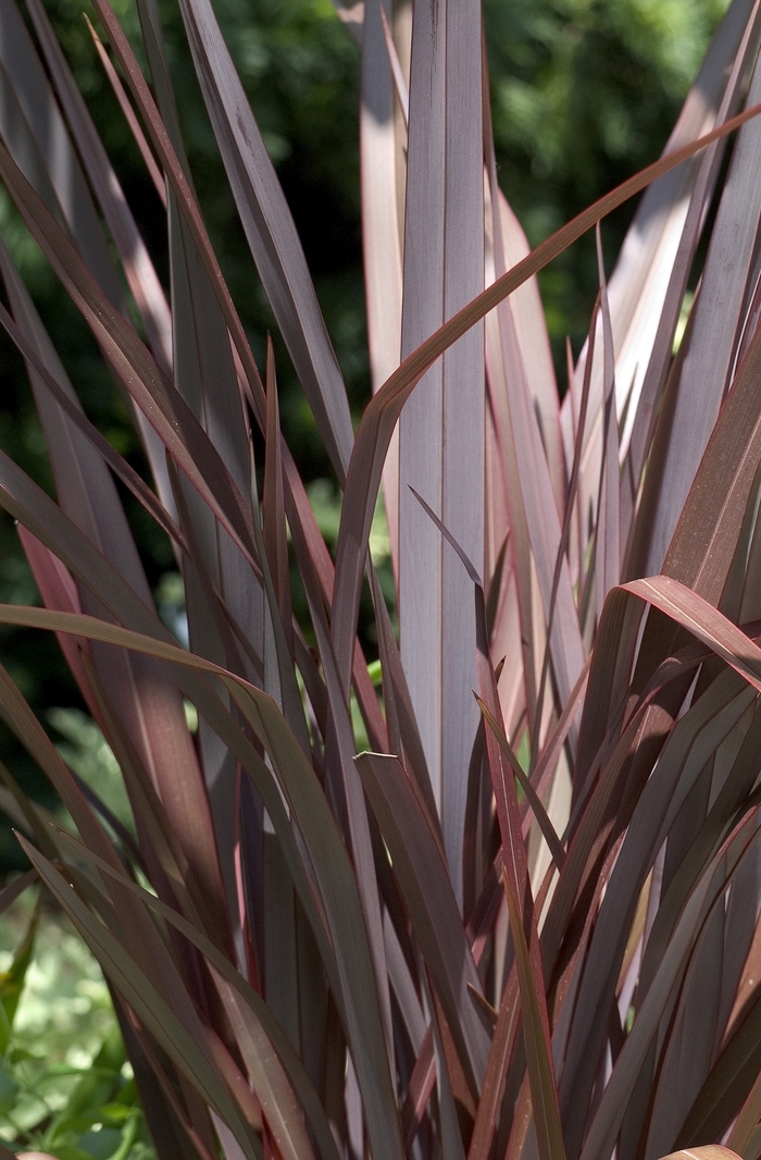 New Zealand Flax Bronze Green - Phormium tenax from Sunshine Grower Nursery