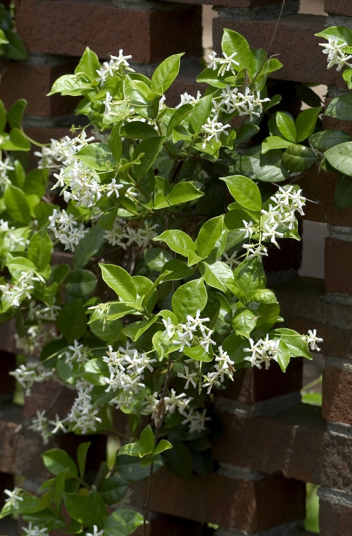 Star Jasmine (Staked) - Trachelospermum jasminoides from Sunshine Grower Nursery