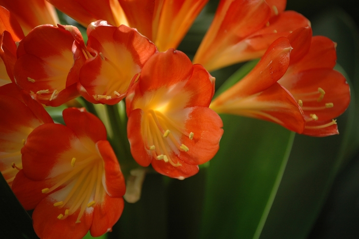 Kaffir Lily (Orange) - Clivia from Sunshine Grower Nursery