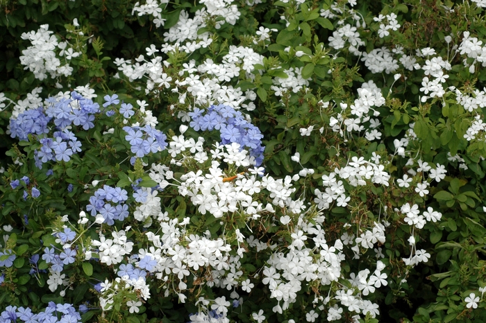 Plumbago - Plumbago auriculata from Sunshine Grower Nursery