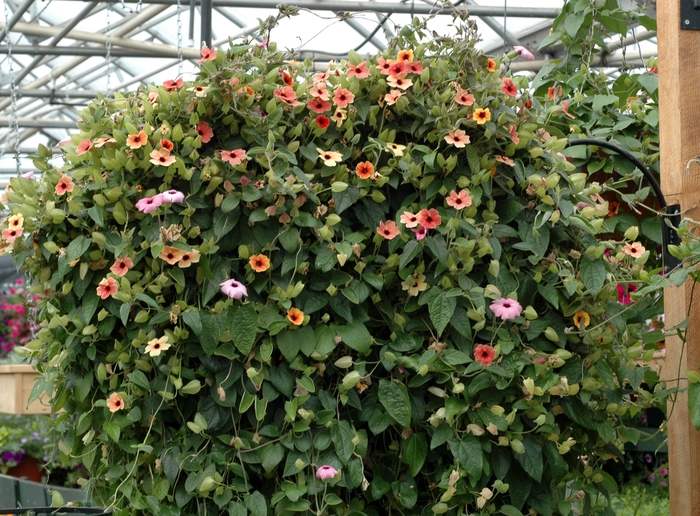 Black-eyed Susan Vine - Thunbergia alata from Sunshine Grower Nursery