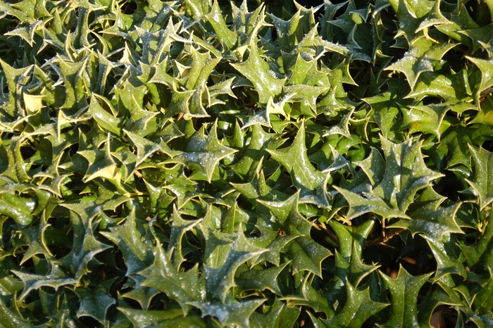 ''Rotunda'' Dwarf Chinese Holly - Ilex cornuta from Sunshine Grower Nursery