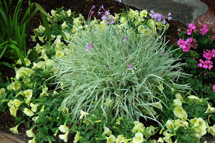 ''Variegata'' Society Garlic - Tulbaghia violacea from Sunshine Grower Nursery
