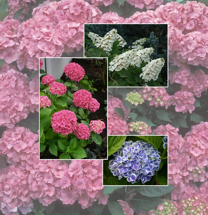 Assorted, Hydrangea - Hydrangea from Sunshine Grower Nursery