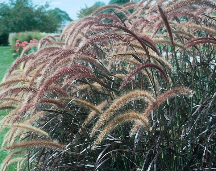 Graceful Grasses&reg; 'Rubrum' - Pennisetum setaceum (Purple Fountain Grass) from Sunshine Grower Nursery