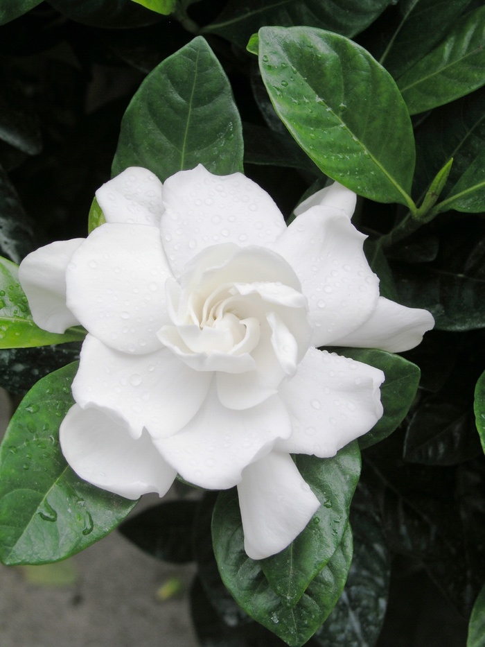 ''Veitchii'' - Gardenia jasminoides from Sunshine Grower Nursery