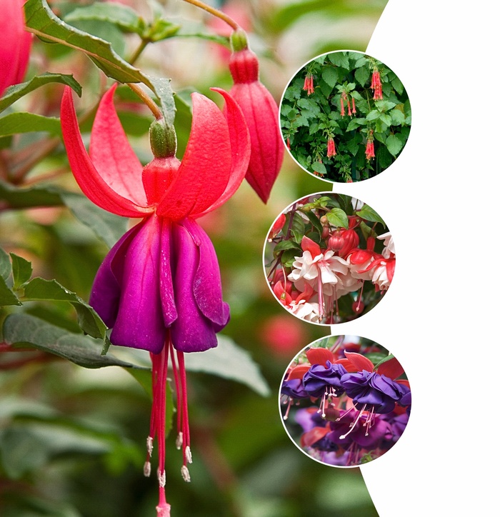 Assorted - Fuchsia from Sunshine Grower Nursery