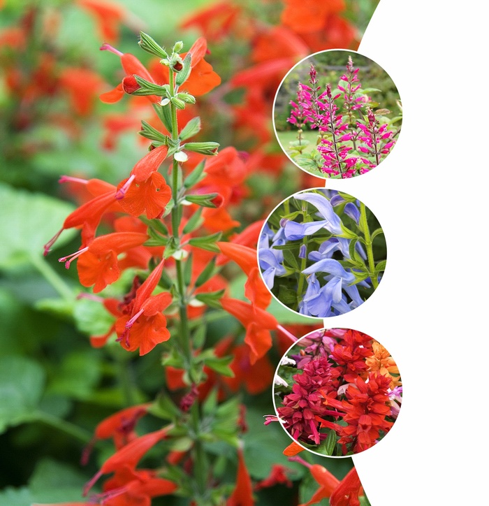 'Multiple Varieties' Flowering Sage - Salvia from Sunshine Grower Nursery
