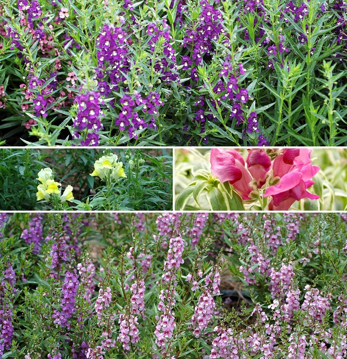 Mixture Snapdragon - Antirrhinum majus from Sunshine Grower Nursery