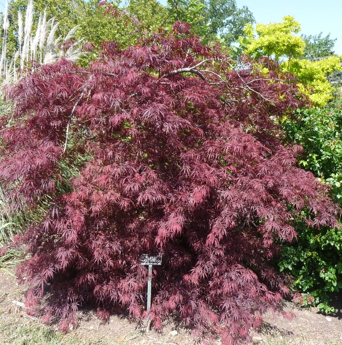 'Tamukeyama' Japanese Maple - Acer palmatum var. dissectum from Sunshine Grower Nursery