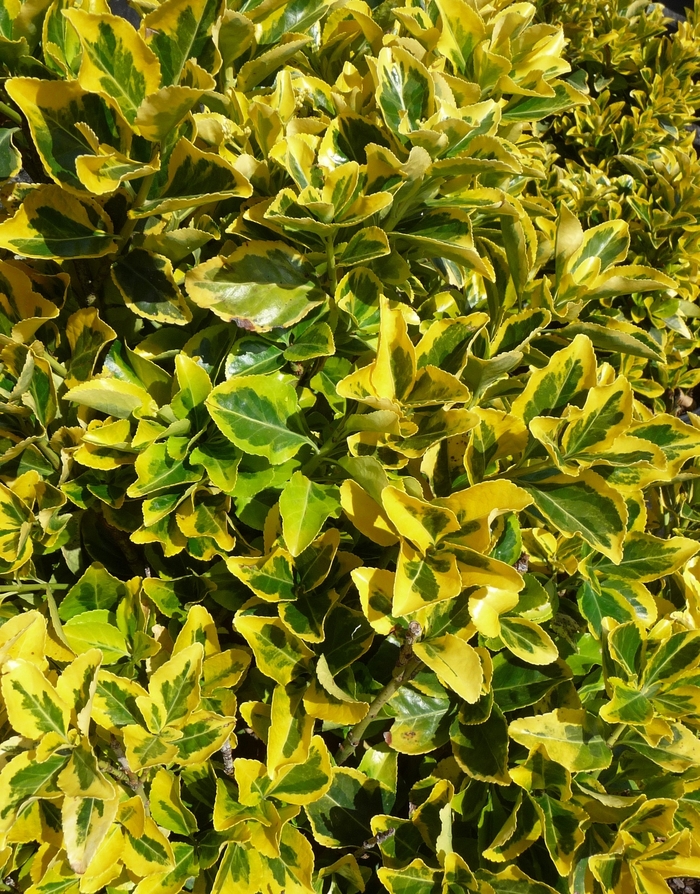 ''Aureo-marginatus'' Golden Euonymus - Euonymus japonicus from Sunshine Grower Nursery