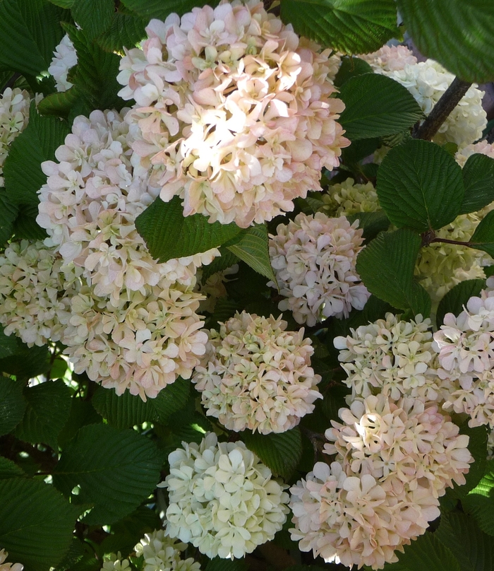 'Pink Sensation' Snowball Viburnum - Viburnum plicatum from Sunshine Grower Nursery