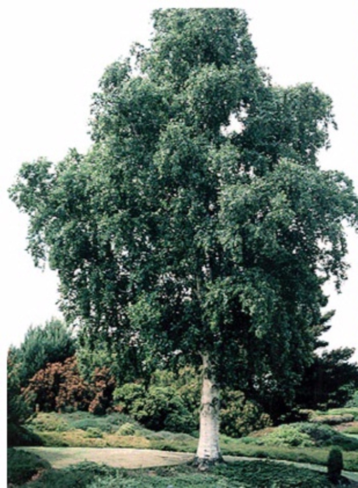 European White Birch - Single Trunk - Betula pendula from Sunshine Grower Nursery