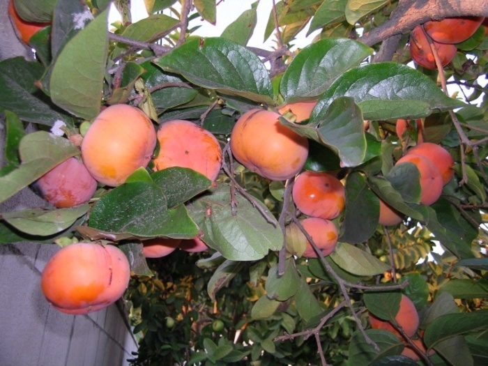 Asian Persimmon - Diospyros kaki from Sunshine Grower Nursery