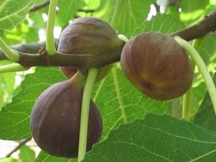 ALL FIGS - Ficus carica from Sunshine Grower Nursery