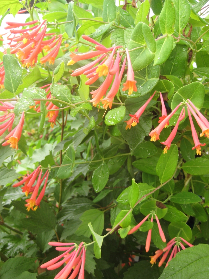 Honeysuckles - Lonicera from Sunshine Grower Nursery
