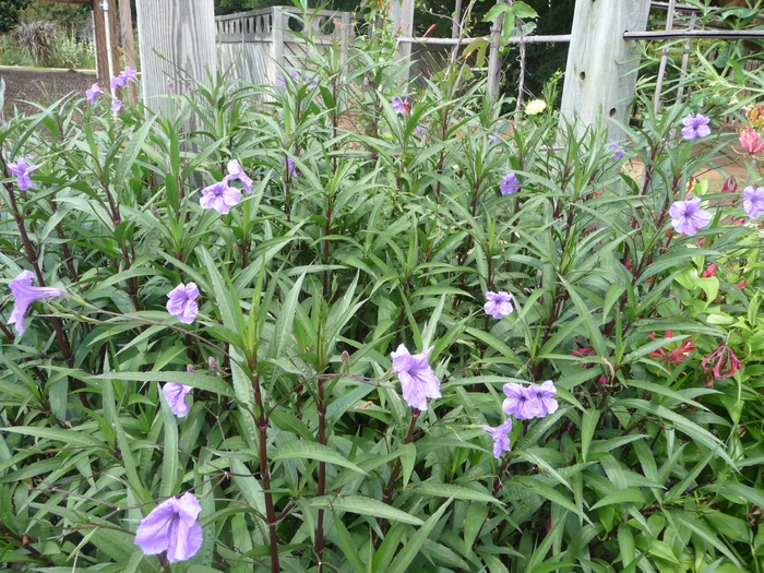 Mexican Petunia - Ruellia brittoniana from Sunshine Grower Nursery