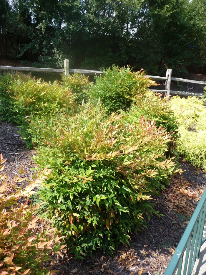 'Gulf Stream' Heavenly Bamboo - Nandina domestica from Sunshine Grower Nursery