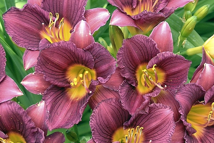 'Purple de Oro' Daylily - Hemerocallis from Sunshine Grower Nursery
