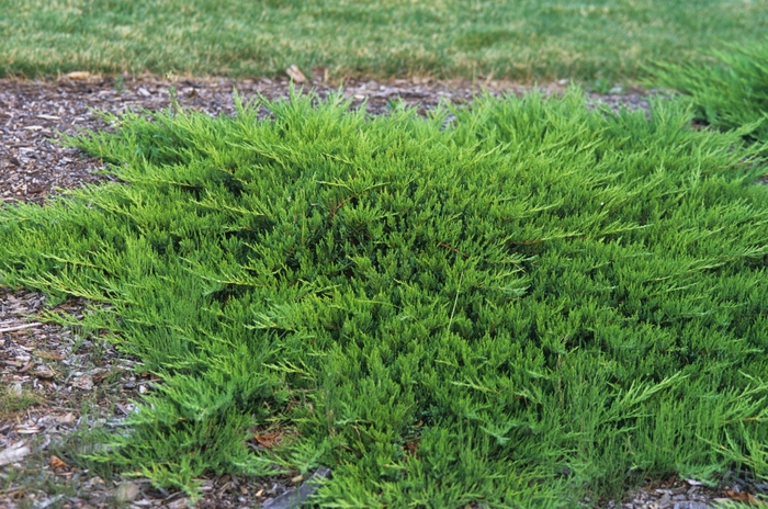 Tamarix Juniper - Juniperus sabina var tamariscifolia from Sunshine Grower Nursery
