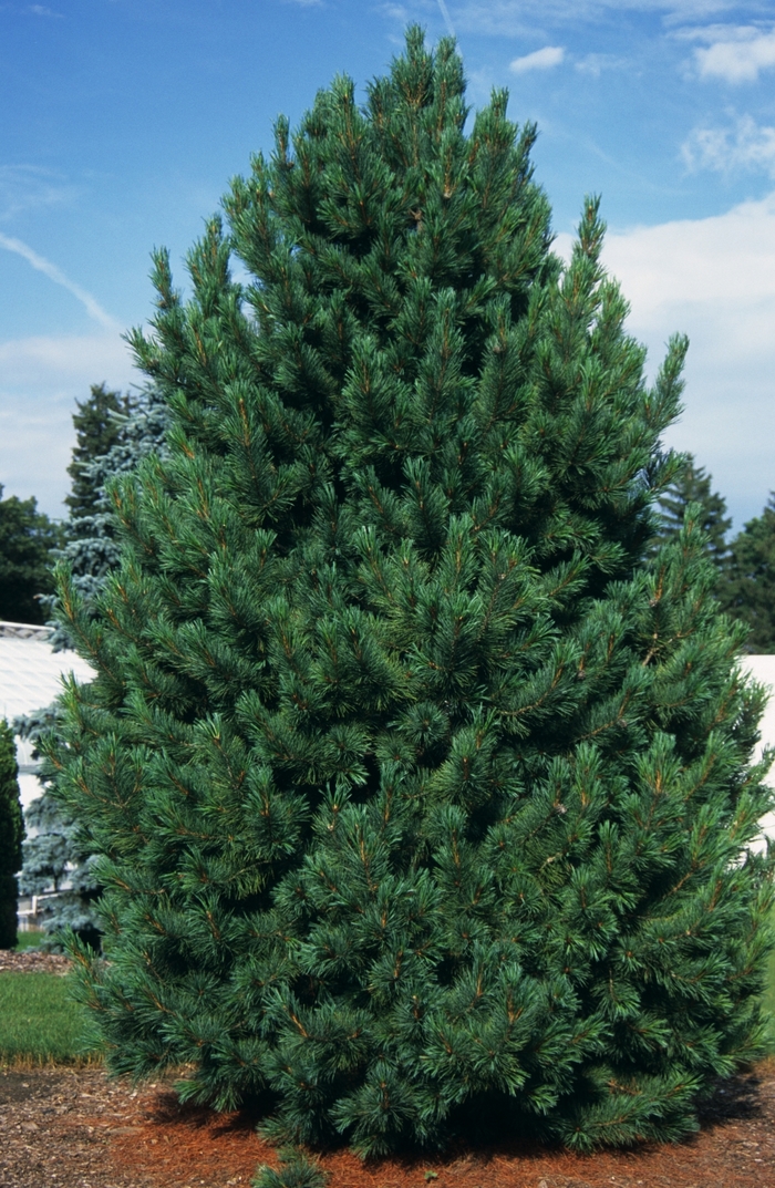 'Silver Sheen' Swiss Stone Pine - Pinus cembra from Sunshine Grower Nursery