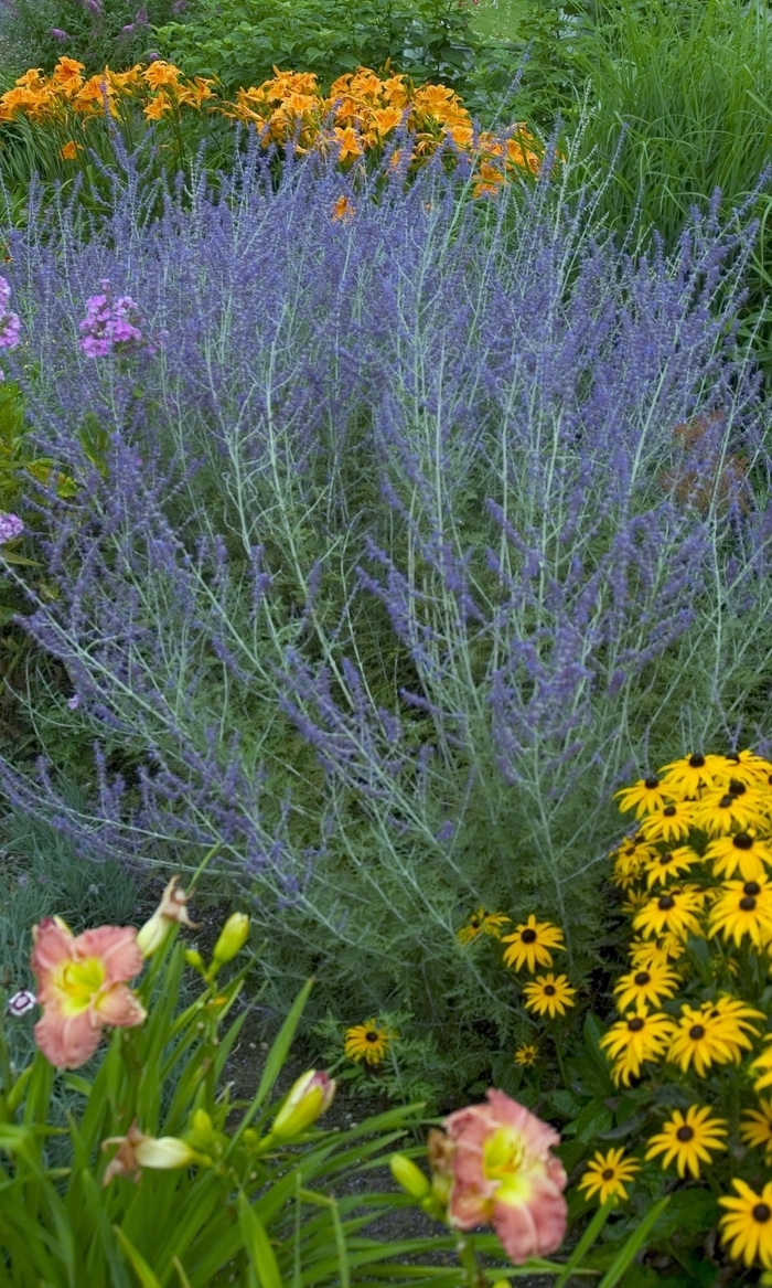 Russian Sage - Perovskia atriplicifolia from Sunshine Grower Nursery