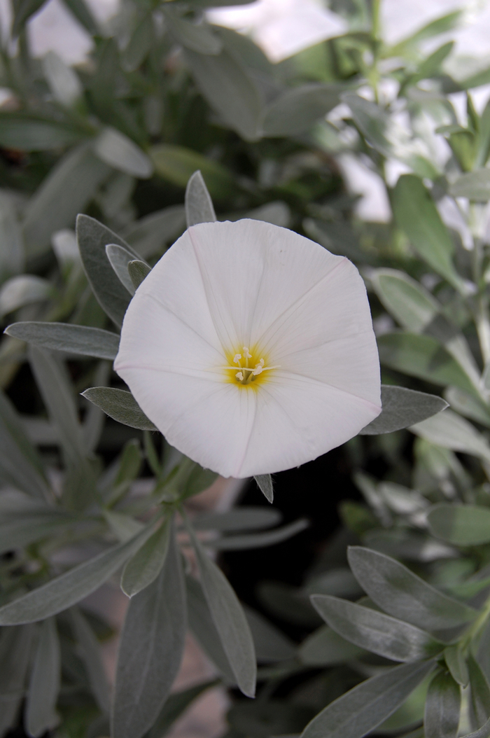 Bush Morning Glory - Convolvulus cneorum from Sunshine Grower Nursery
