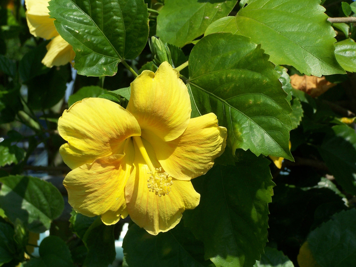Yellow Tropical Hibiscus - Hibiscus rosa-sinensis from Sunshine Grower Nursery