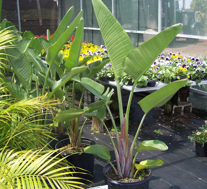 Giant White Bird of Paradise - Strelitzia nicolai from Sunshine Grower Nursery