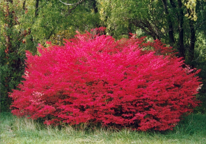 'Compactus' Winged Burning Bush - Euonymus alatus from Sunshine Grower Nursery