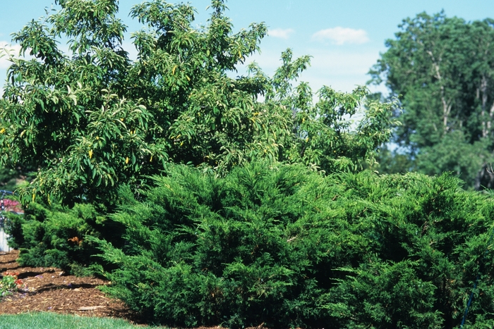 'Sea Green' Juniper - Juniperus chinensis from Sunshine Grower Nursery