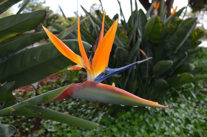 Bird of Paradise - Strelitzia reginae from Sunshine Grower Nursery