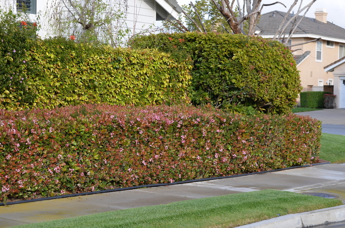 'Edward Goucher' - Abelia from Sunshine Grower Nursery