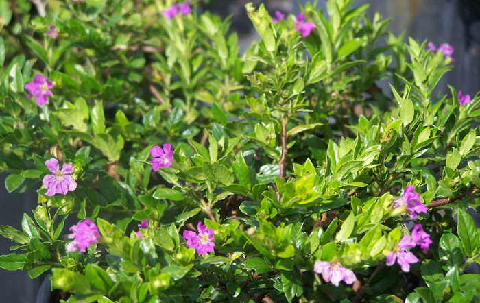 False Heather - Cuphea hyssopifolia from Sunshine Grower Nursery
