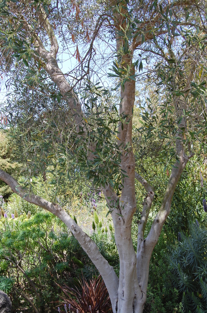 Olive - Olea europea from Sunshine Grower Nursery