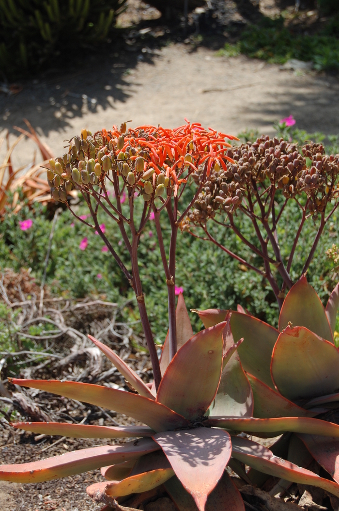 Coral Aloe - Aloe striata from Sunshine Grower Nursery