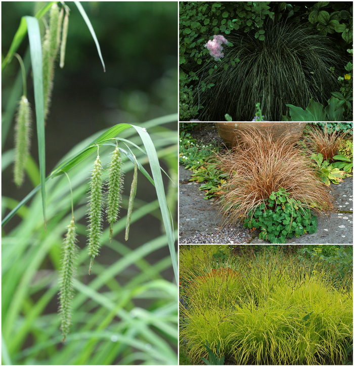 'Multiple Varieties' Sedge - Carex from Sunshine Grower Nursery